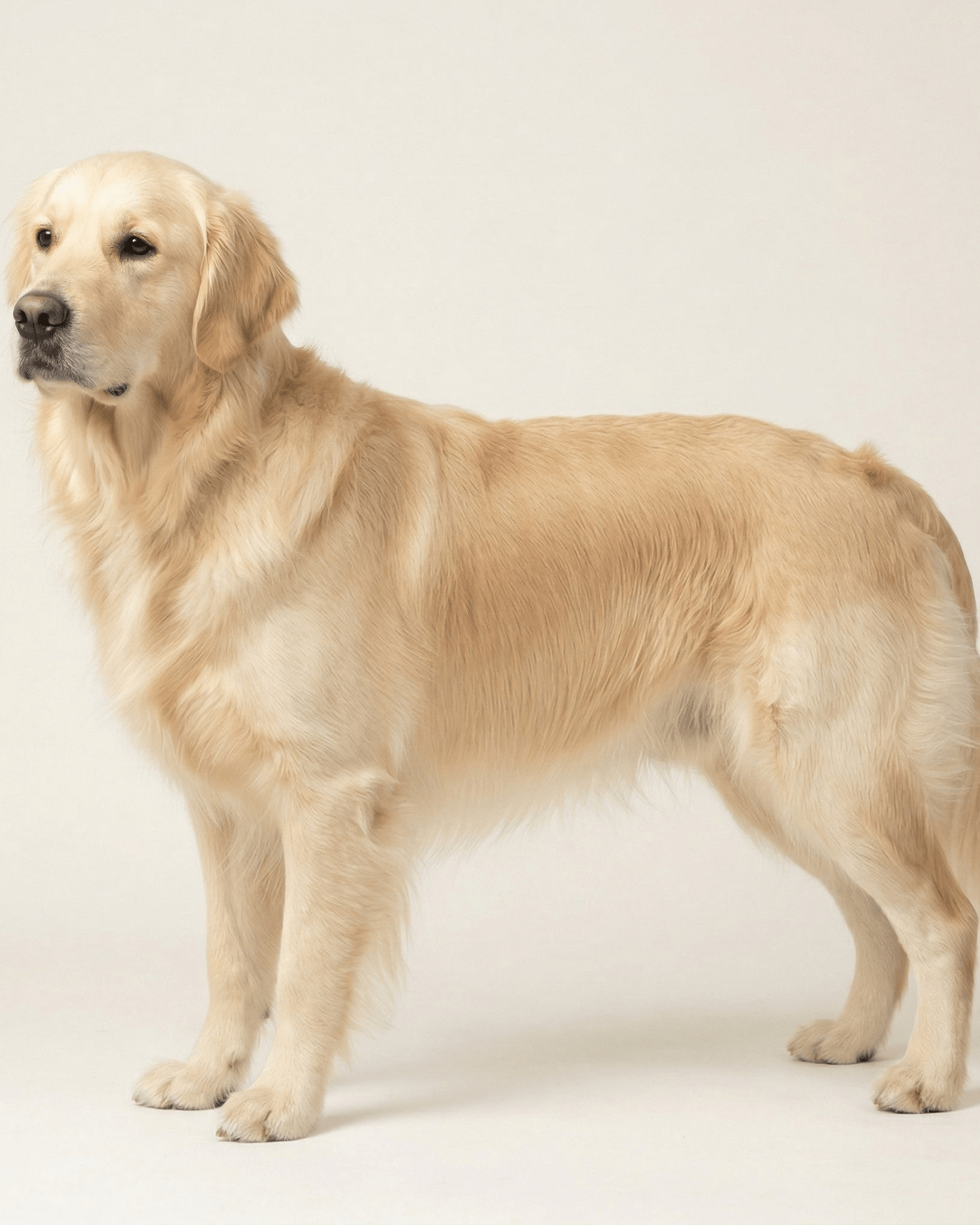 TEGSUMI 日本蠶絲蛋白護理洗毛精 - ark select｜重新定義毛孩的生活美學